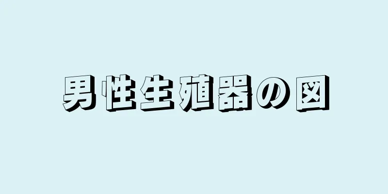 男性生殖器の図